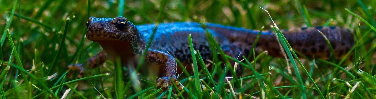 Small, blue newt in the grass