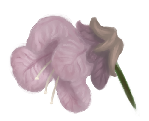 Rosane Blüte